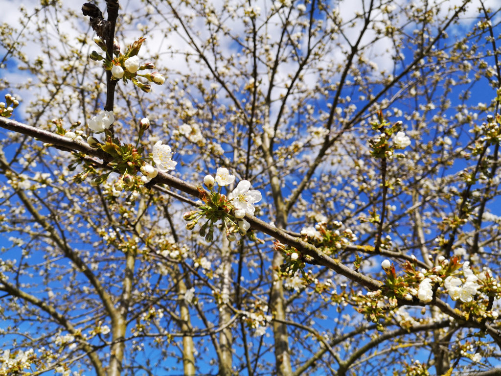 Frühling Kirschblüte