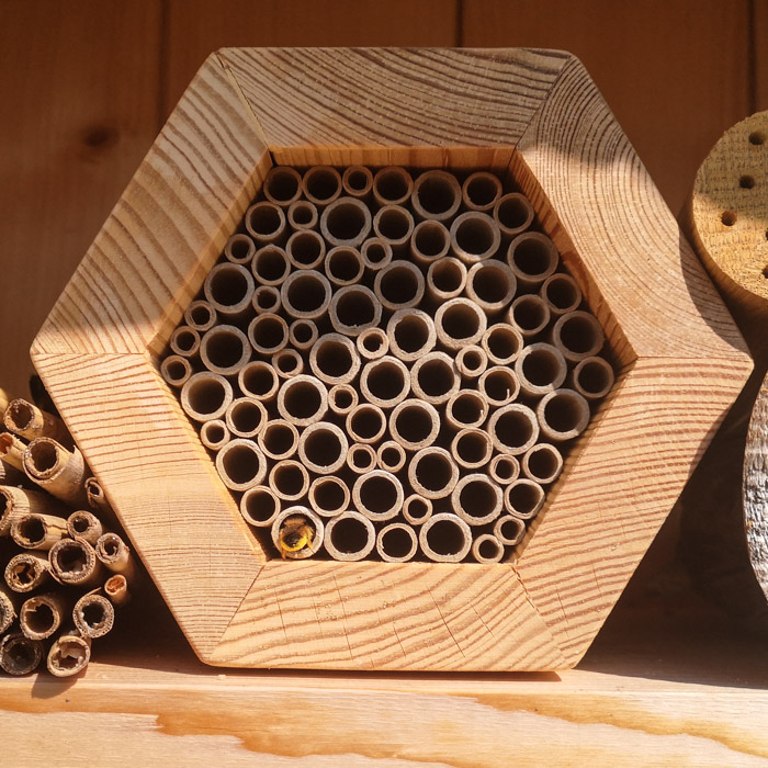 Wildbienenwabe mit Mauerbiene von Naturschutzcenter.de