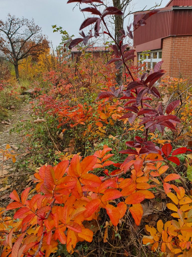 Herbstaspekte naturnaher Schulhof