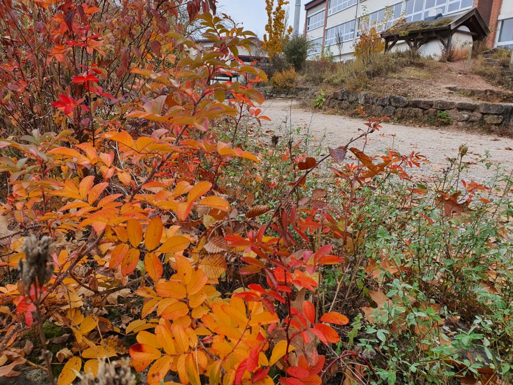 Herbstaspekte naturnaher Schulhof